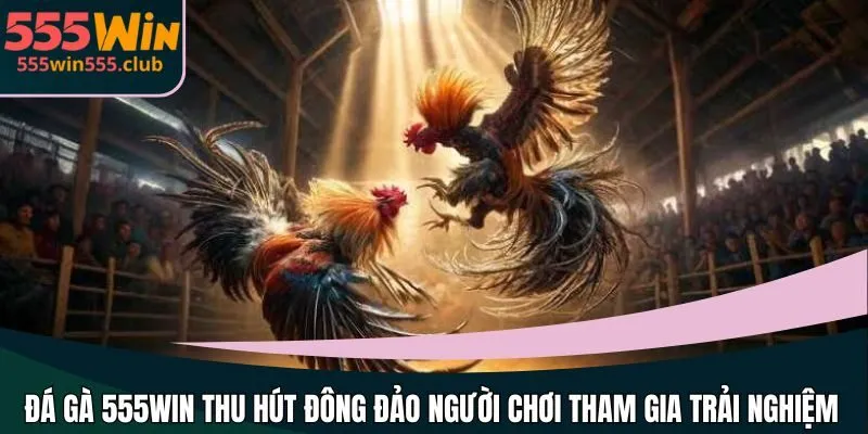Đá gà 555WIN thu hút đông đảo người chơi tham gia trải nghiệm