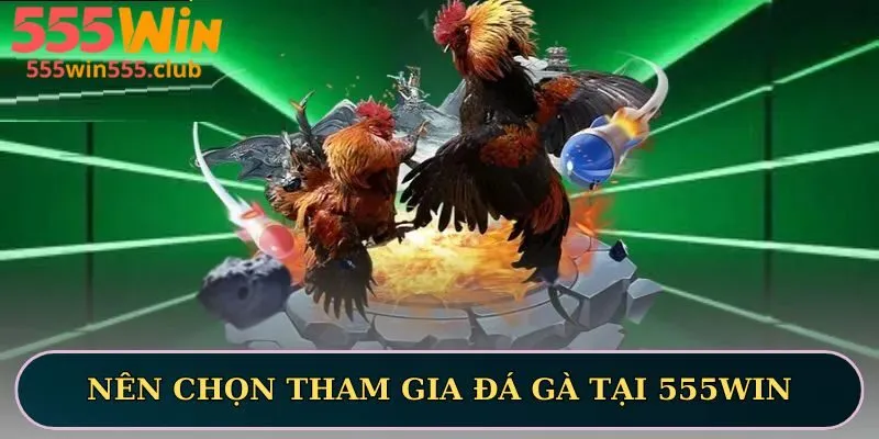 Nên chọn tham gia đá gà tại 555WIN